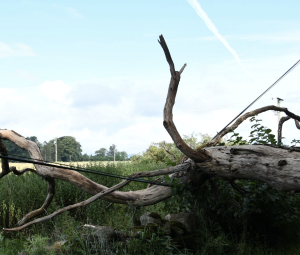 Rotten Tree lying across wires