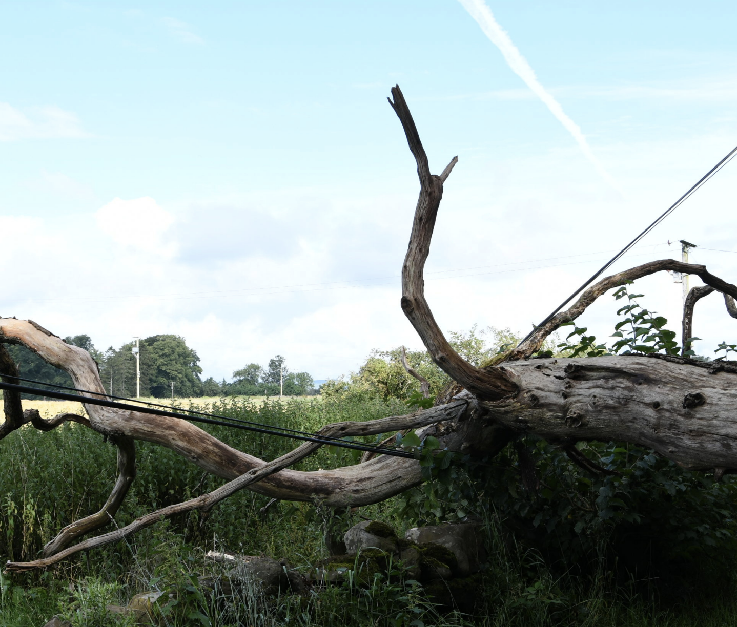 Tree lying across wires