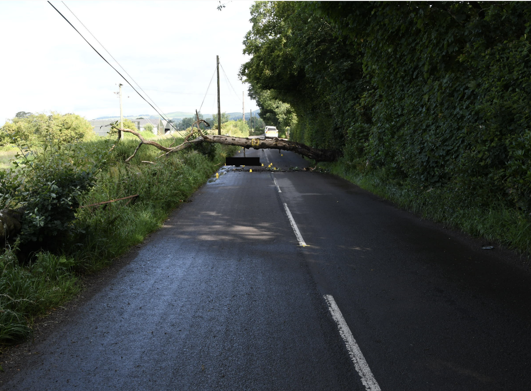 Accident scene with rotten tree across road