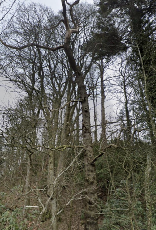 Image of the tree which was to fall across the road.